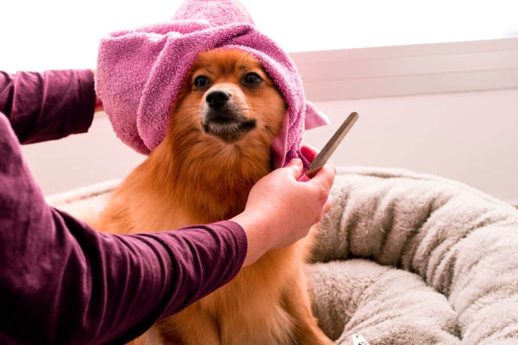 Hair shedding in dogs
