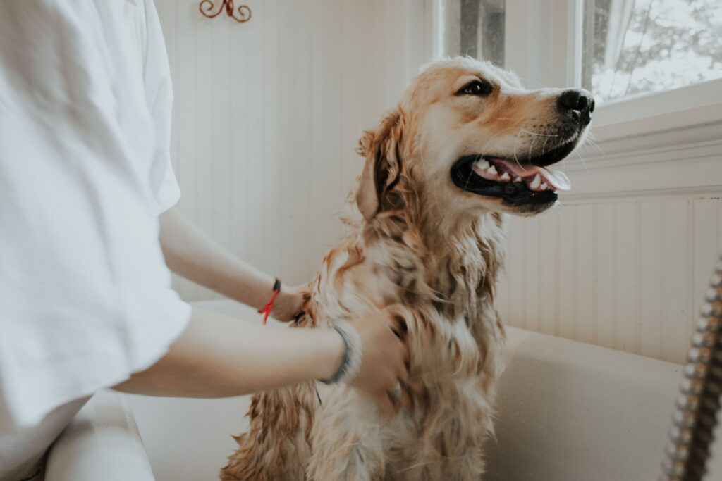 Dog Grooming- Can I clean my dog ​​every 2 weeks?