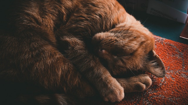 why do cats cover their face when they sleep