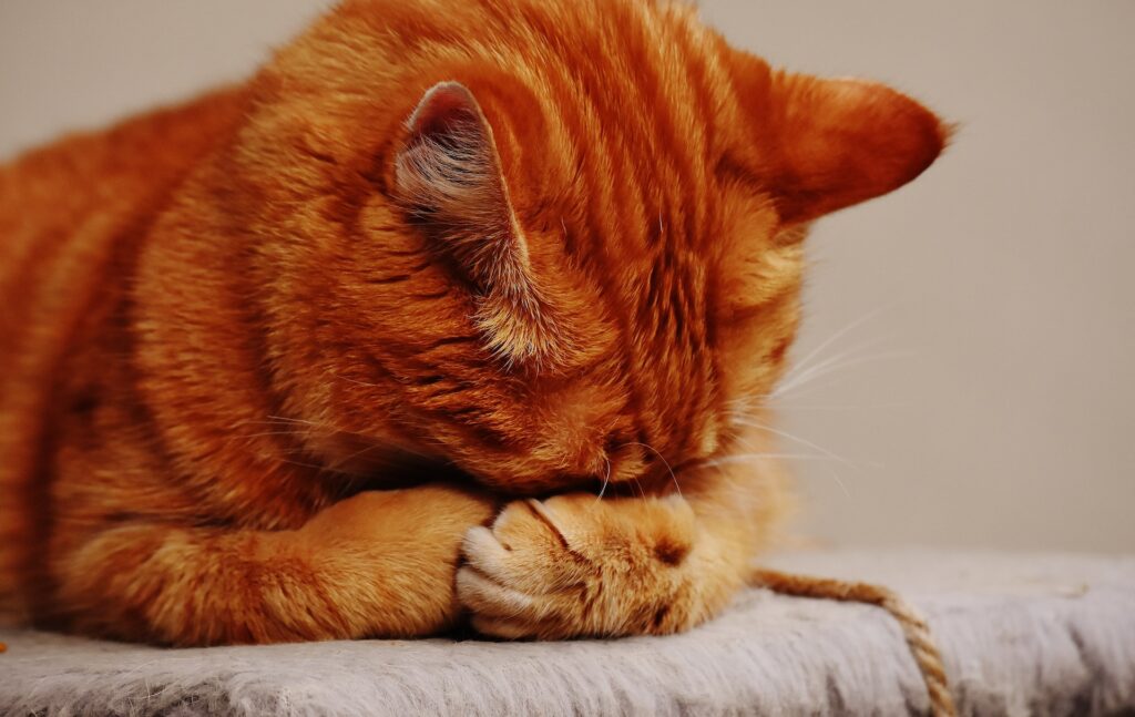 Why do cats cover their face when they sleep?
Unusual Locations a Cat Might Sleep
How Do Cats Sleep?