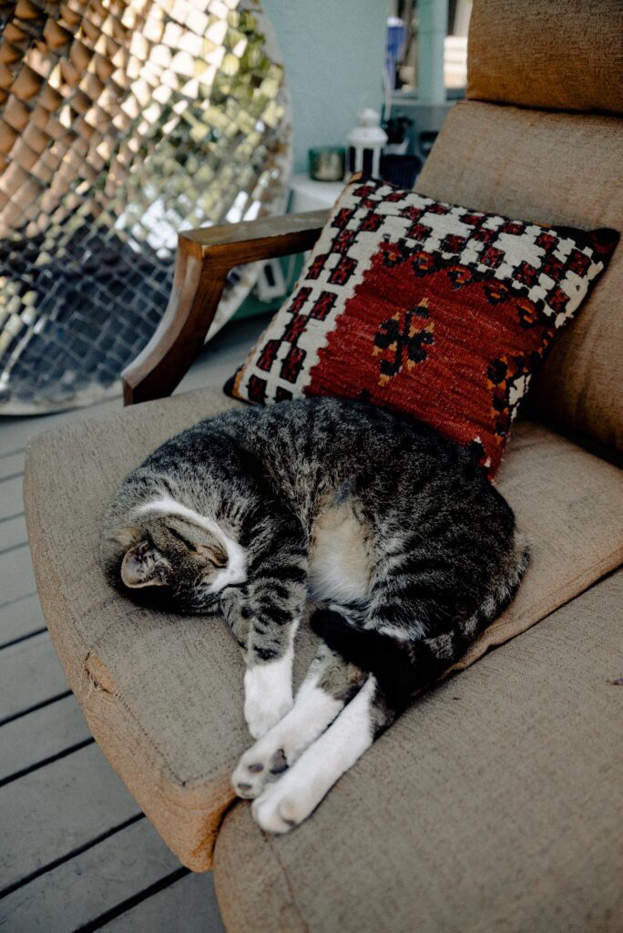 Why do cats cover their face when they sleep?
Unusual Locations a Cat Might Sleep
How Do Cats Sleep?