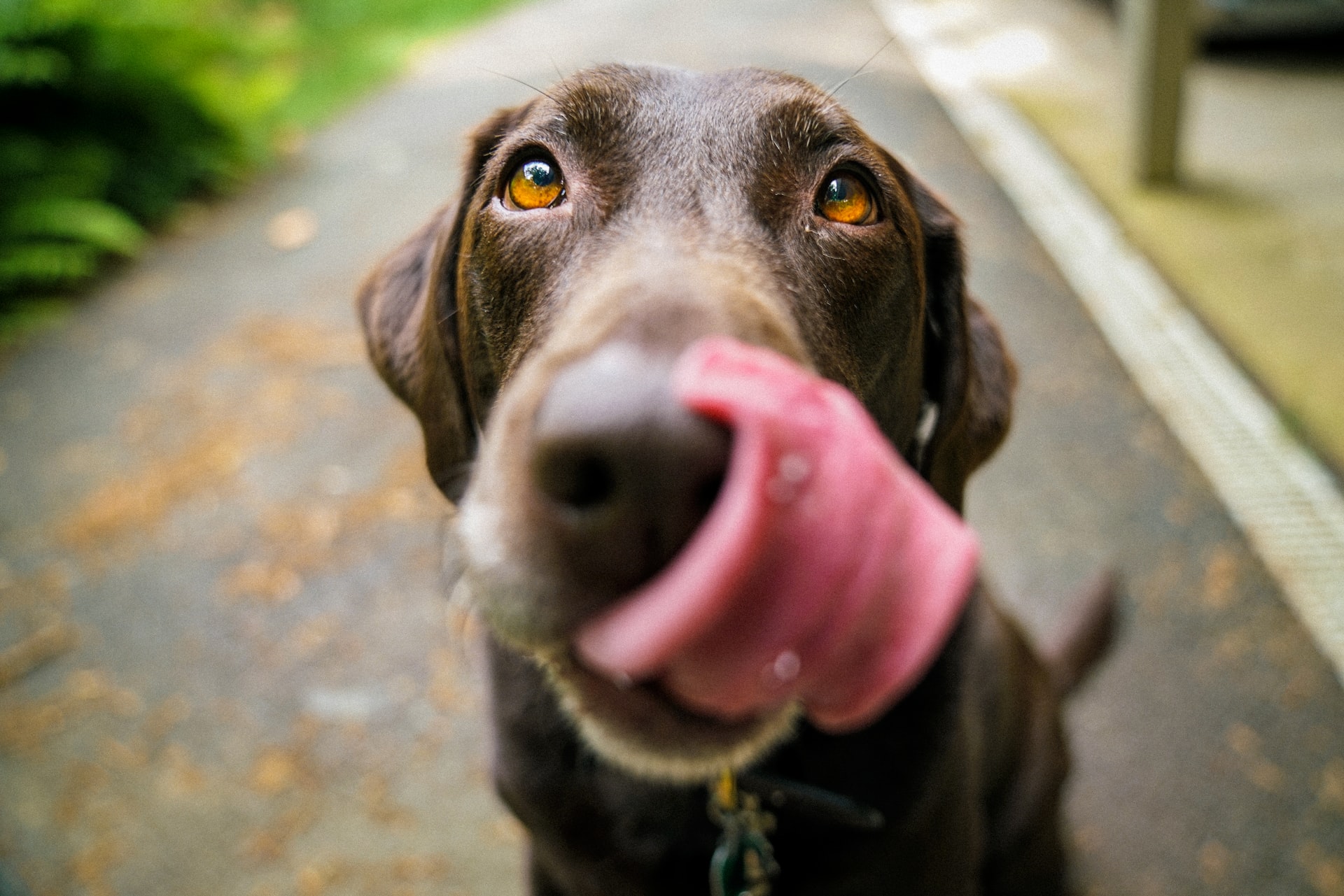 Can Dogs Eat Doritos? Healthy Doritos Alternatives