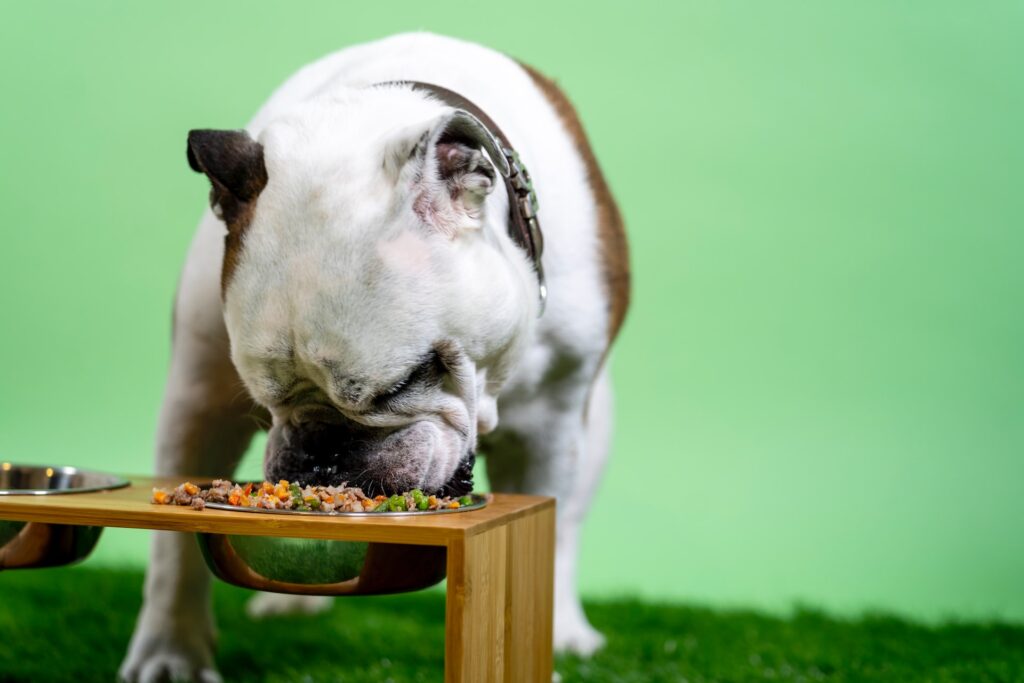 Can Dogs Eat Cabbage? How much cabbage is safe to give your dog?