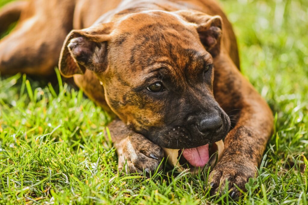 Why do dogs eat poop
why do dogs eat poop dog whisperer