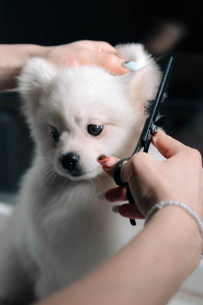 sedate dog for grooming