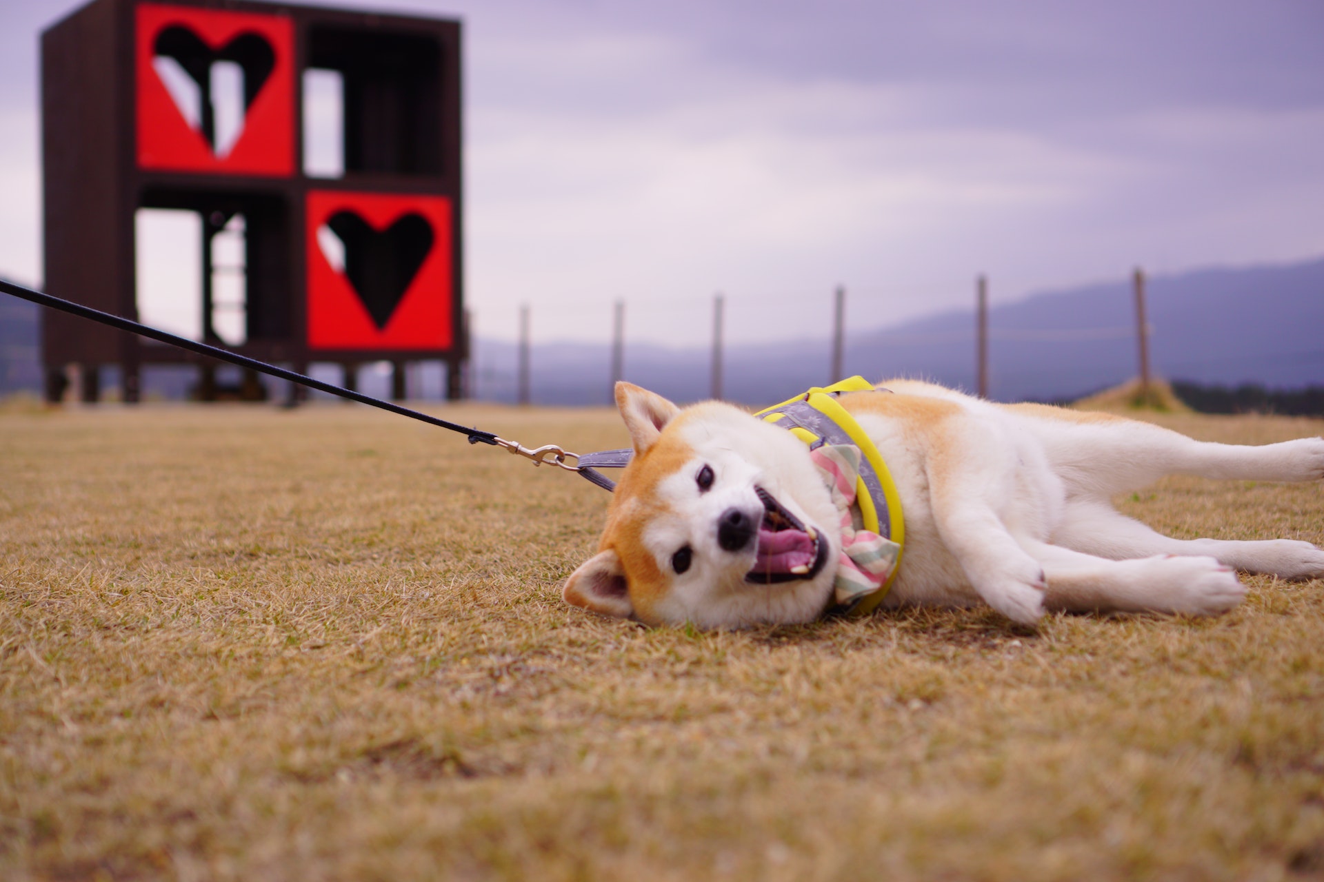 can-dogs-eat-cucumbers-are-cucumber-seeds-safe-for-dogs