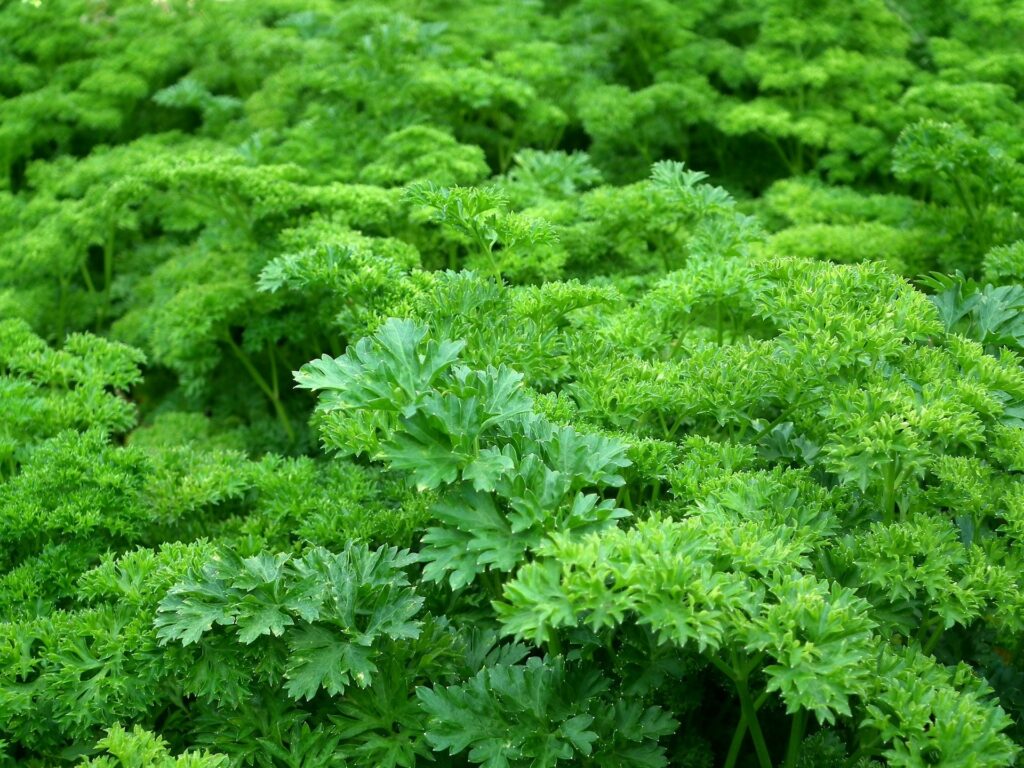 Can dogs eat parsley