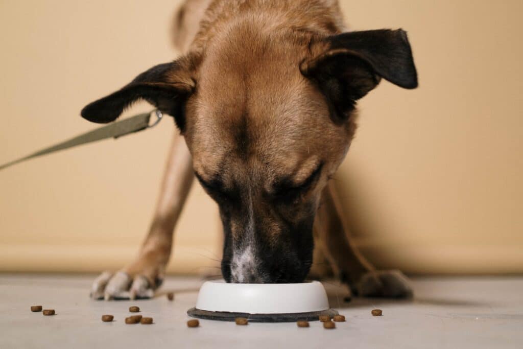 Can dogs eat jicama? Jicama benefits for dogs .