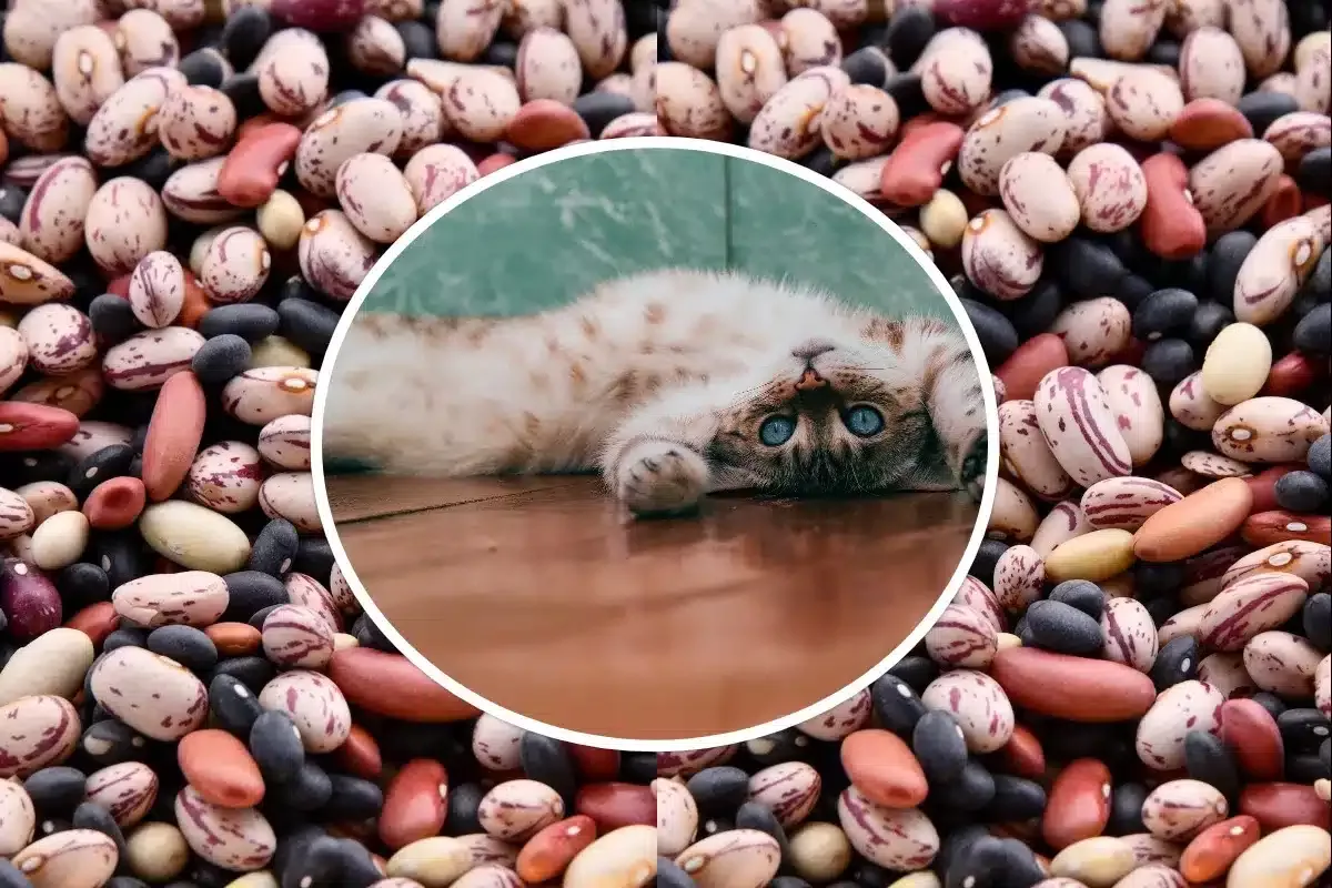 can cats eat beans