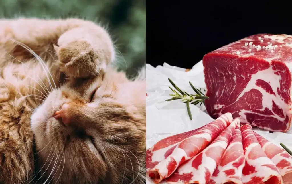 is pork safe for cats