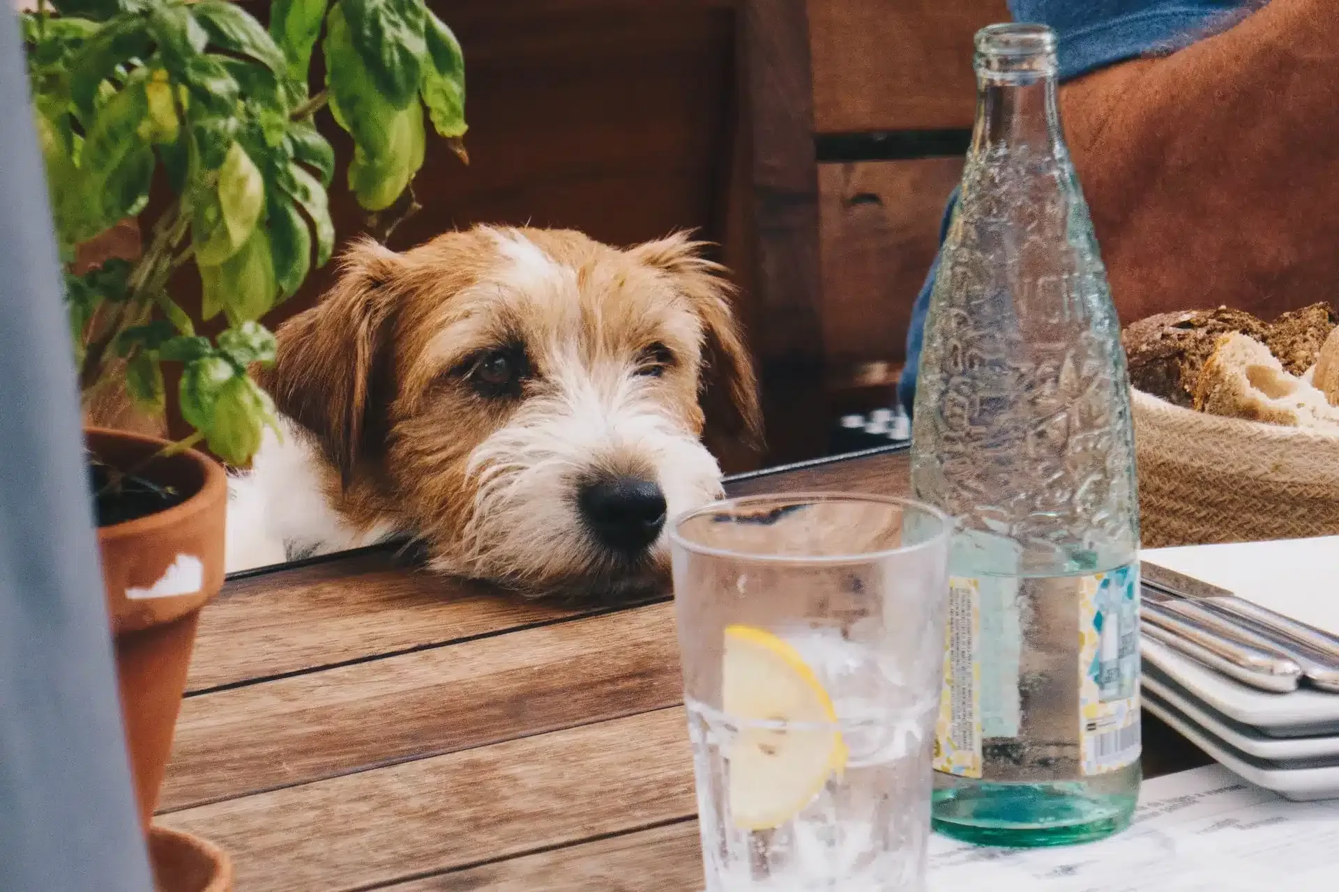 can dogs drink getorade