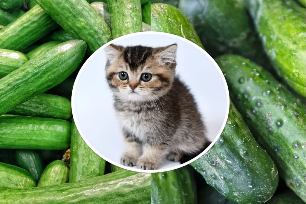 Can kittens eat cucumbers?
Can cats eat cucumbers