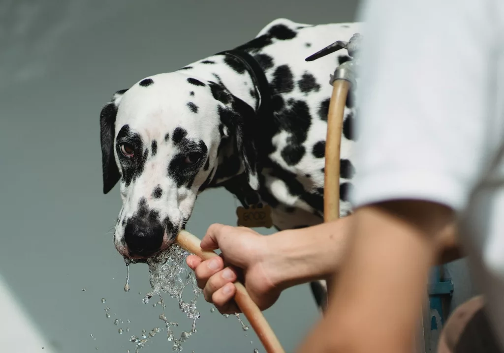 How Much Water Should Dogs Drink