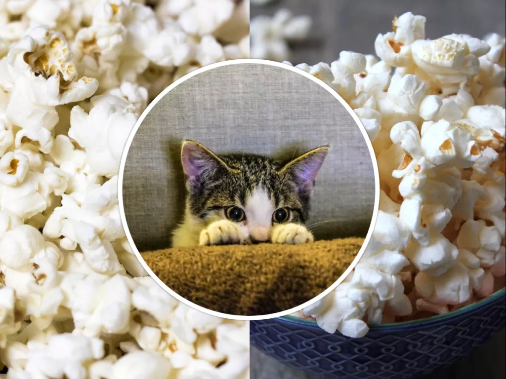 Can cats eat Popcorn