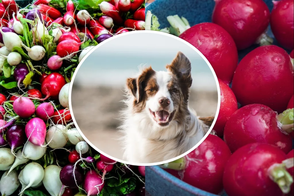 can dogs eat radishes
