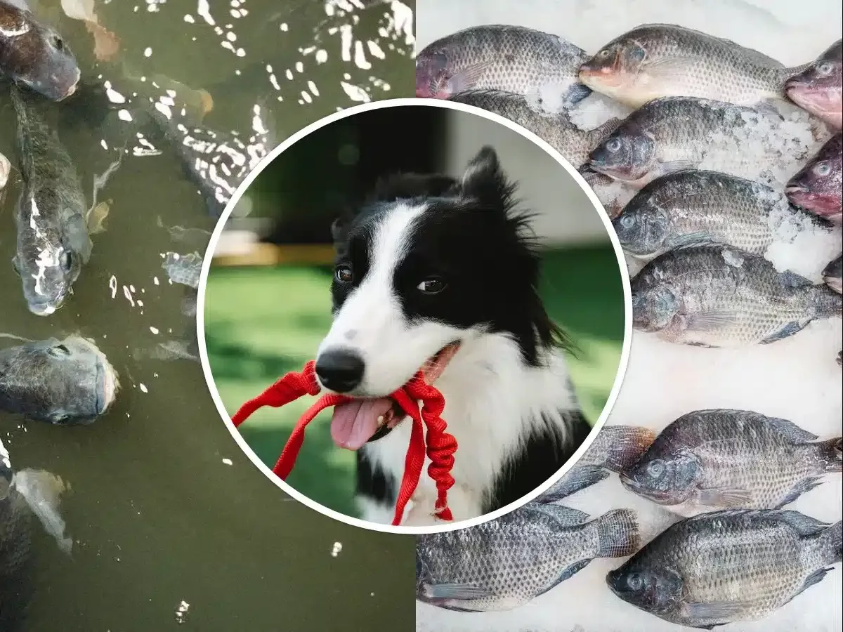 Can dogs eat tilapia