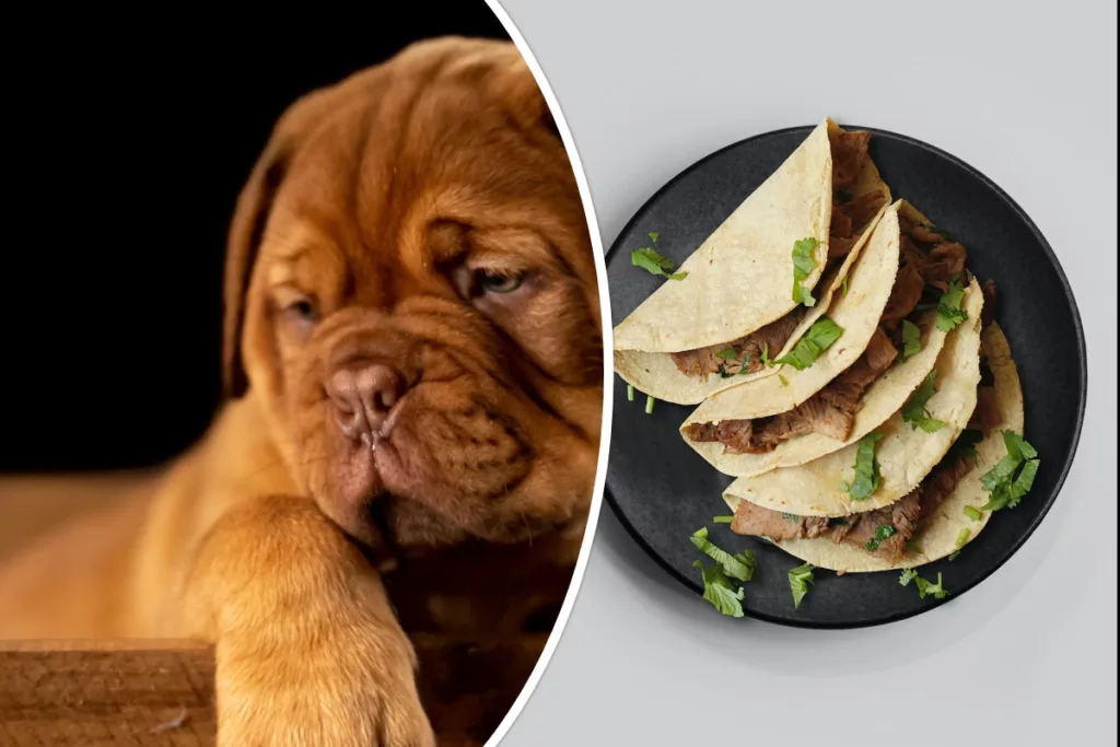 Can Dogs Eat Tortilla Chips?