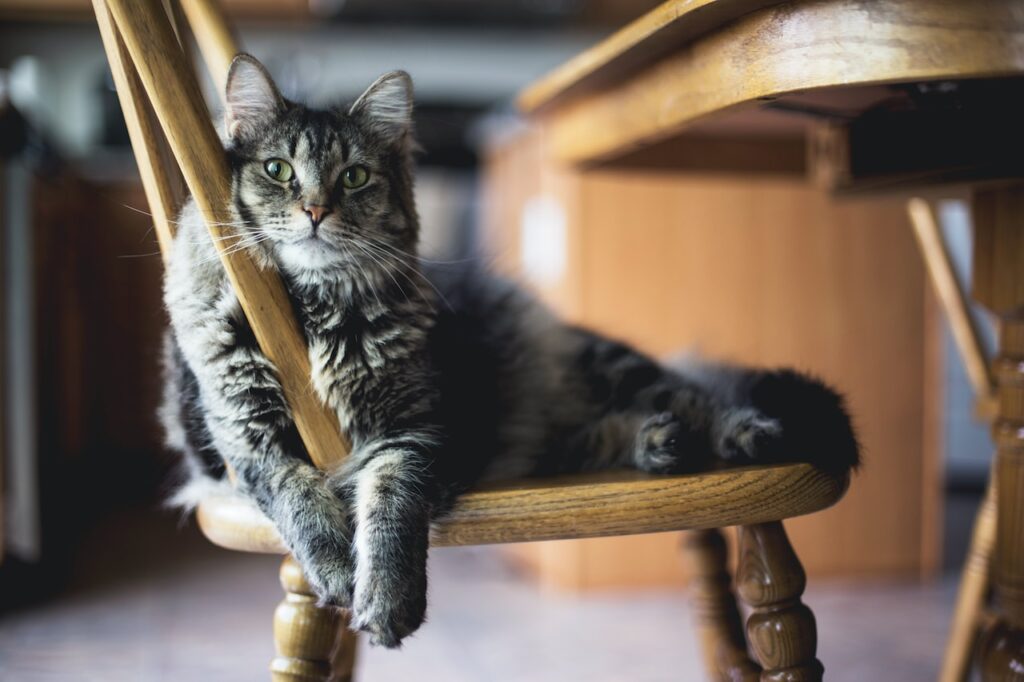 brown tabby cat on wooden windsor chair
Can cats get parvo
