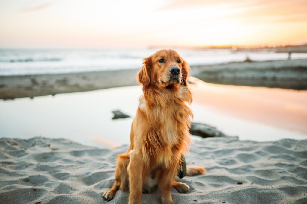 How to know if the dog has fleas? adult dog sitting on white sand near seashore