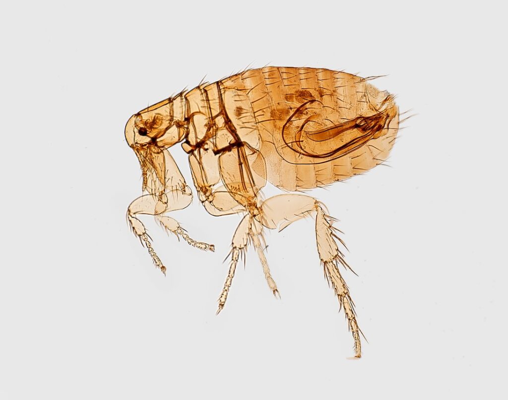How to know if the dog has fleas? brown flea illustration