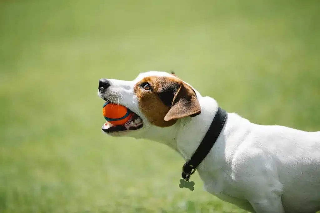 WHY DO DOGS LOVE TENNIS BALLS?