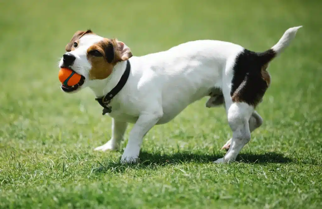 CAN DOGS PLAY WITH TENNIS BALLS?