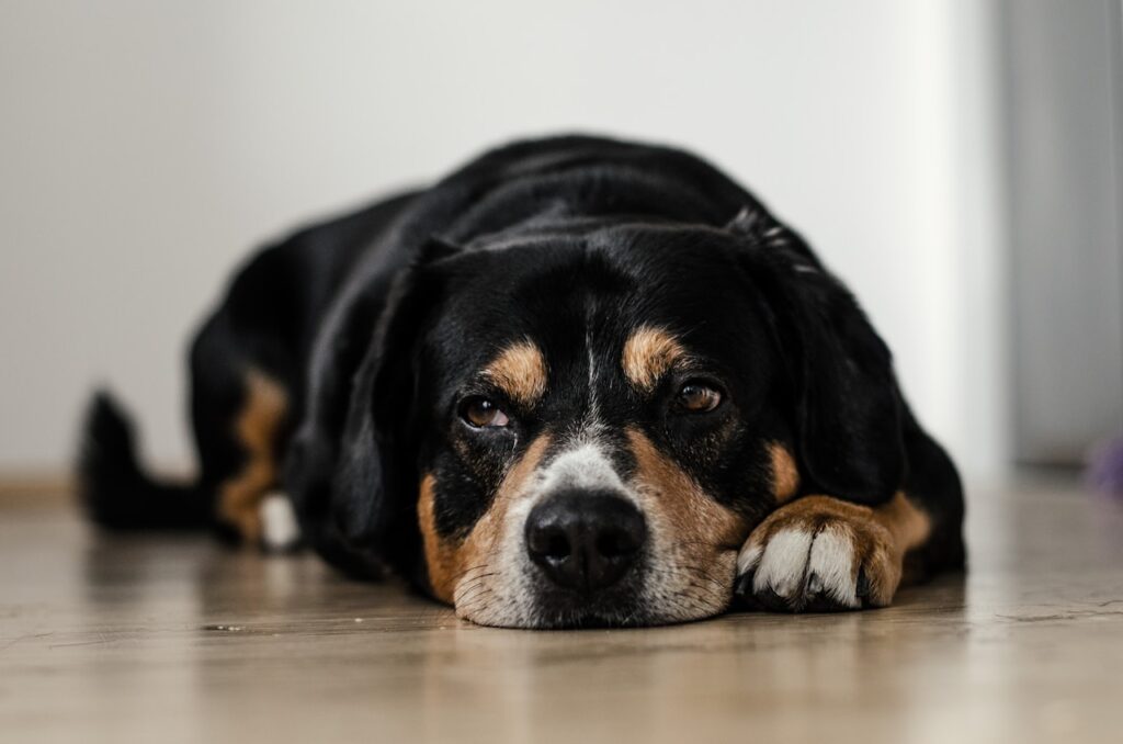 Symptoms of concussion in dogs