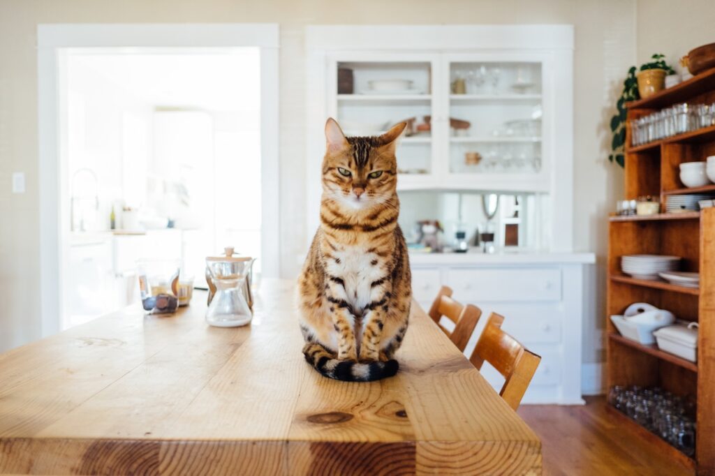 What is parvovirus in cats, 
orange and white tabby cat sitting on brown wooden table in kitchen room
