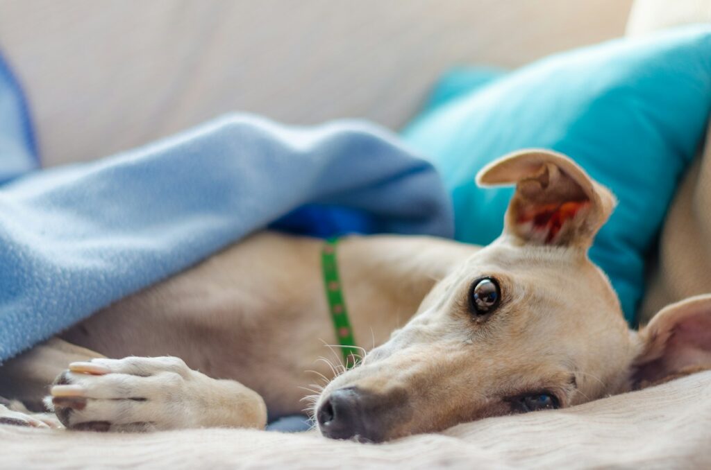 close-up photography of adult Greyhound