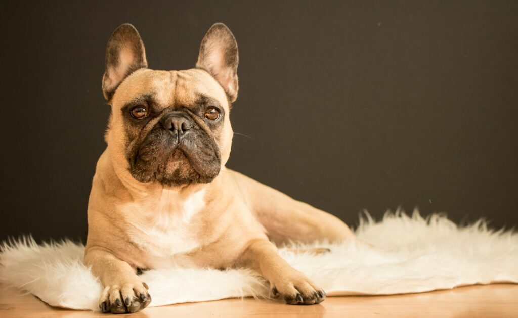 brown and black French bulldog lying on white fur area rug