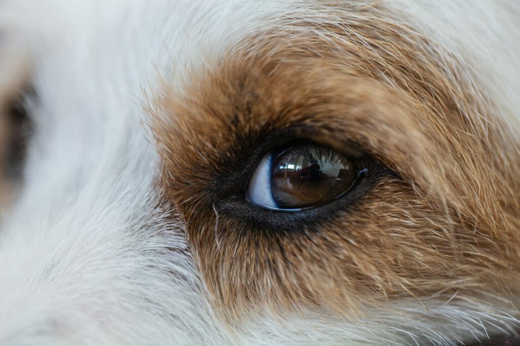 Spots in dogs eyes!