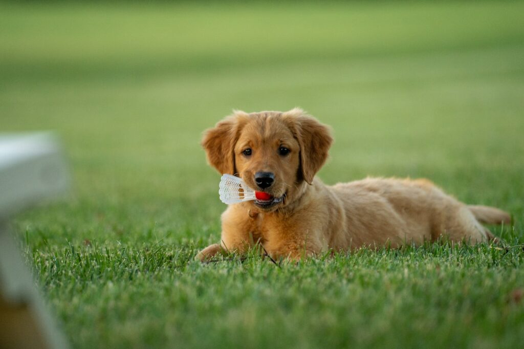 golden retriever puppy on green grass field during daytime