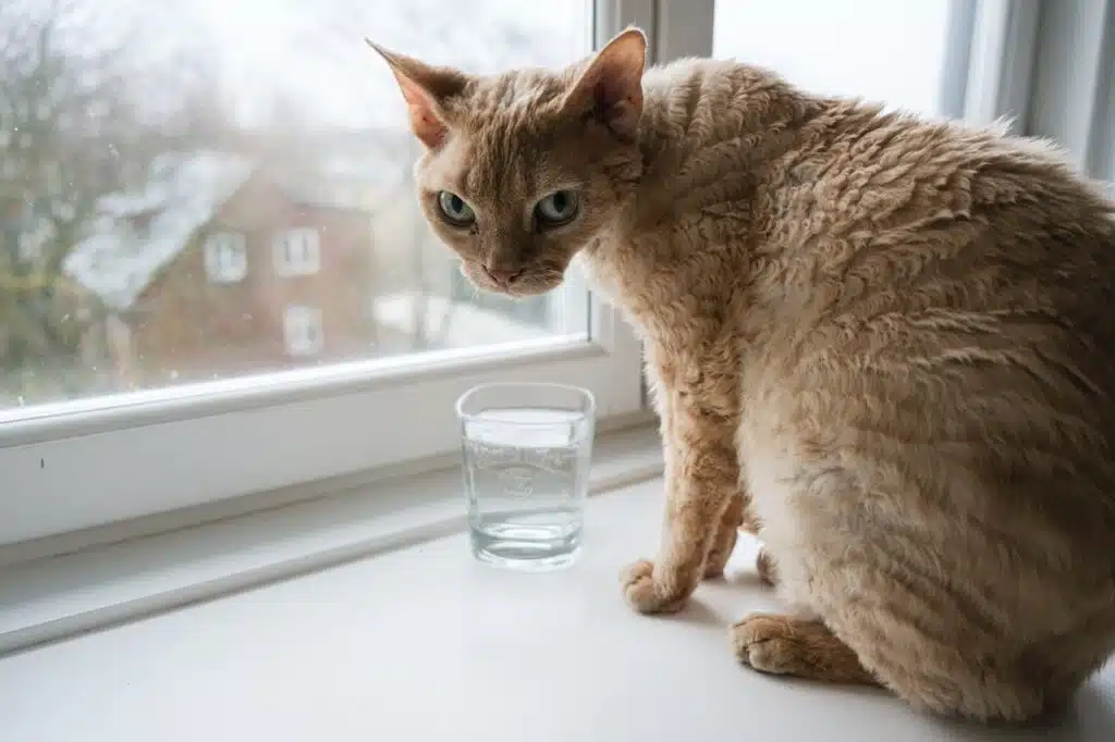 a cat sitting on a window sill next to a glass of water