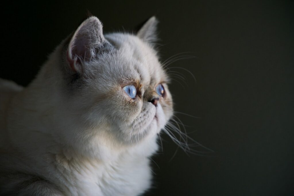 can cats cry white Persian cat