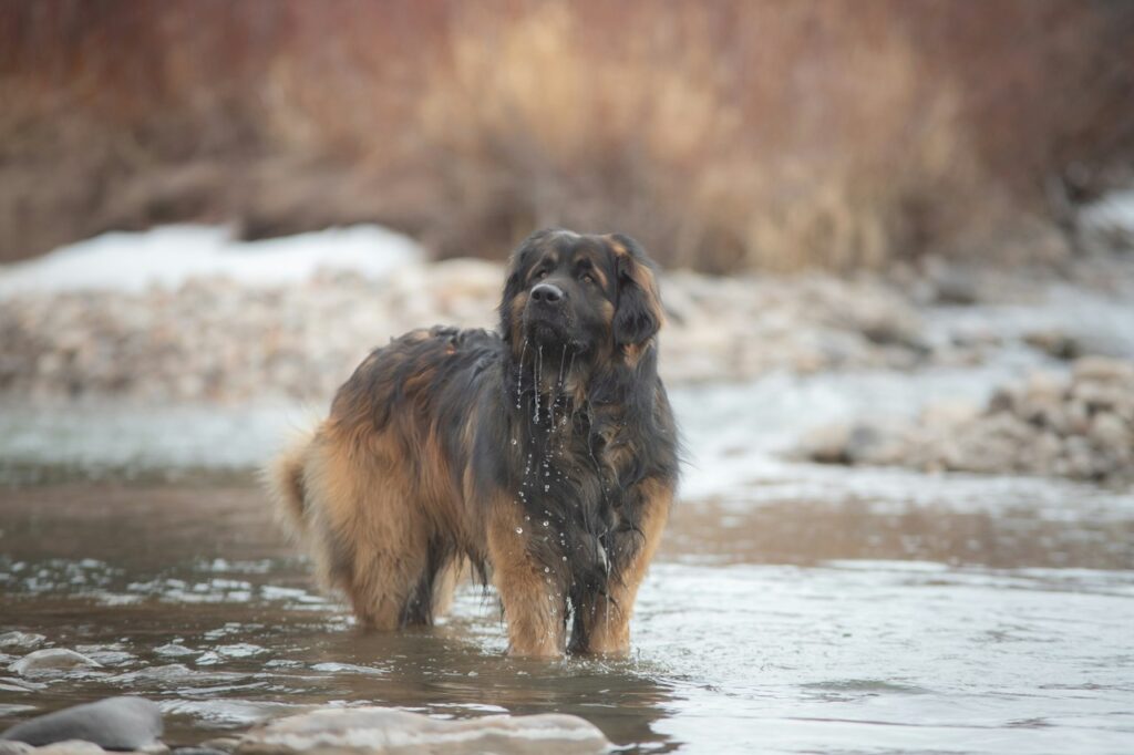 Leonberger brown and black dog running on water during daytime