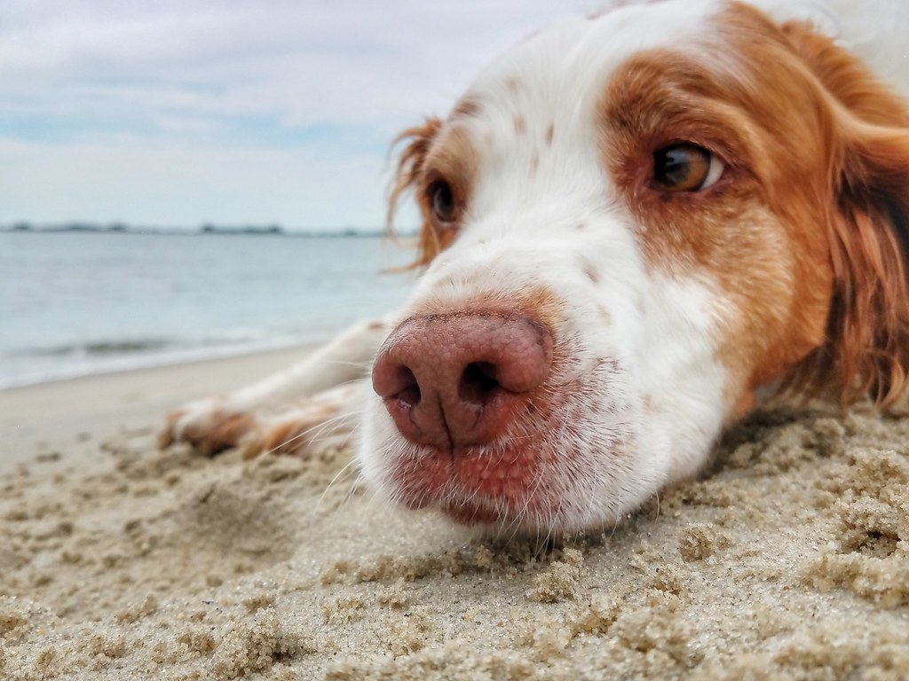 dog in sea