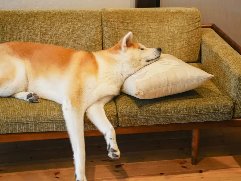 a dog laying on a couch with a pillow