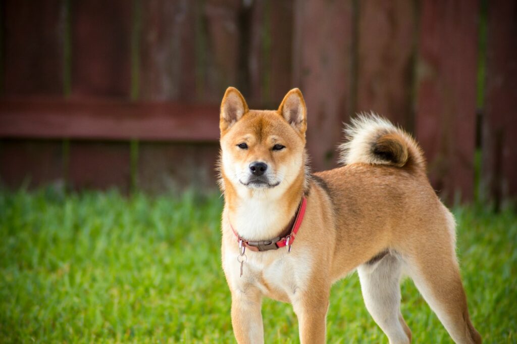 Akita, the most loyal dogs