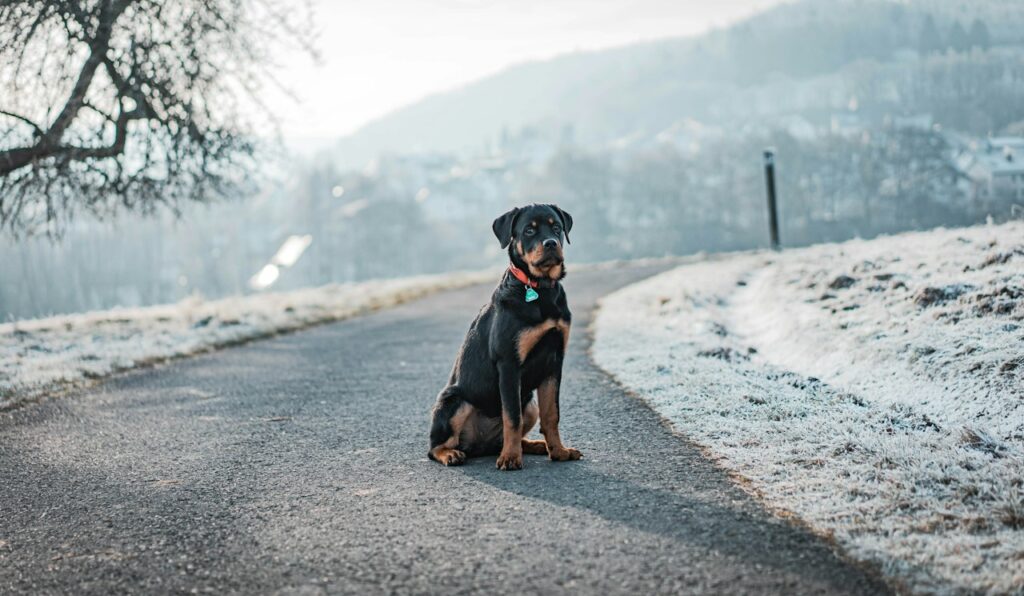 a black and brown dog sitting on the side of a road
