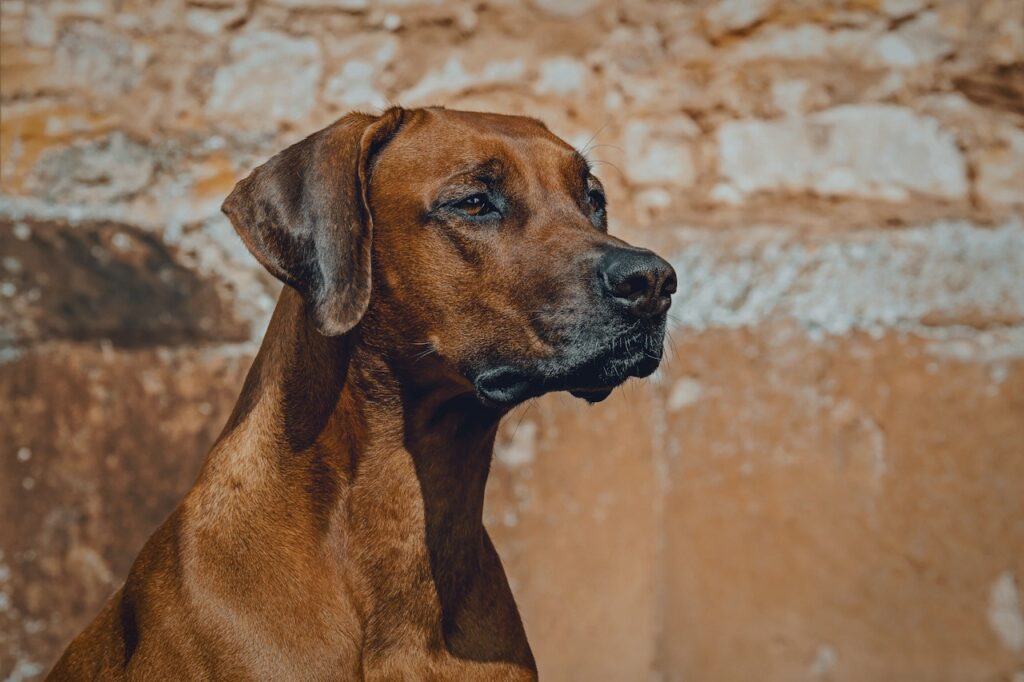 brown short coated dog in close up photography