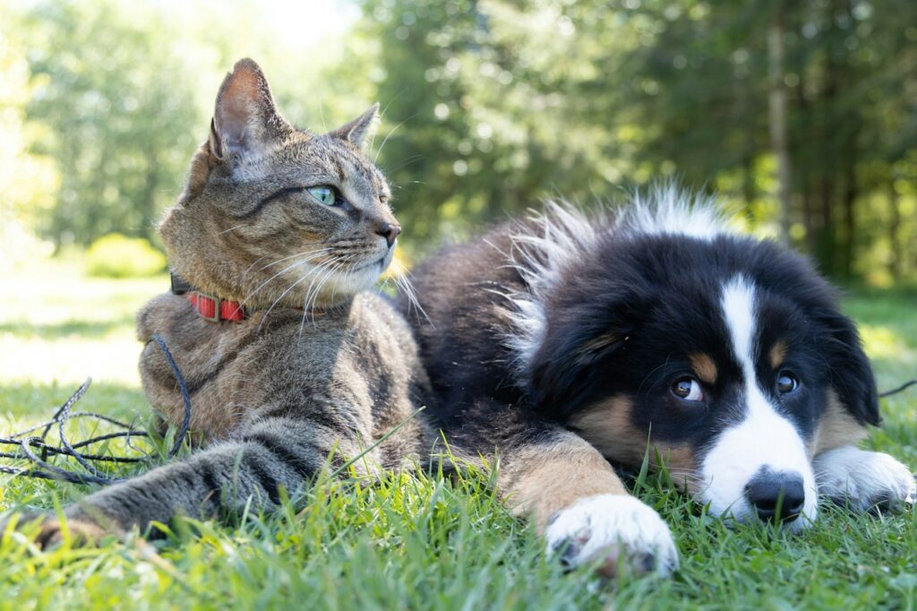 How to make cat and dog get along