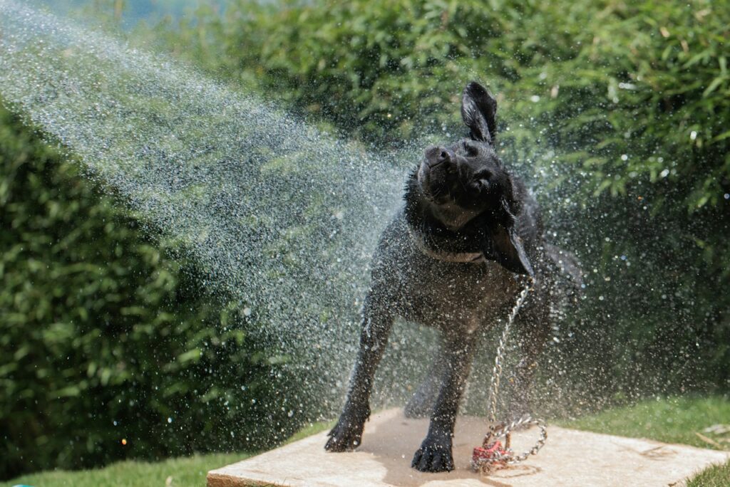 How to cool your dog in the summer