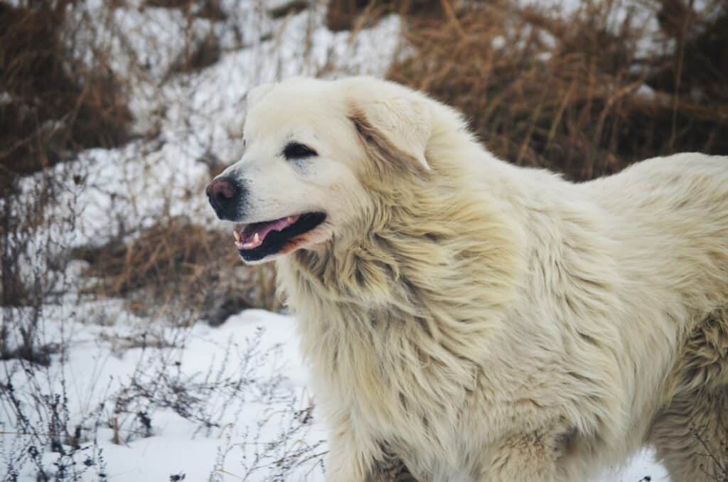 a large white dog standing in the snow